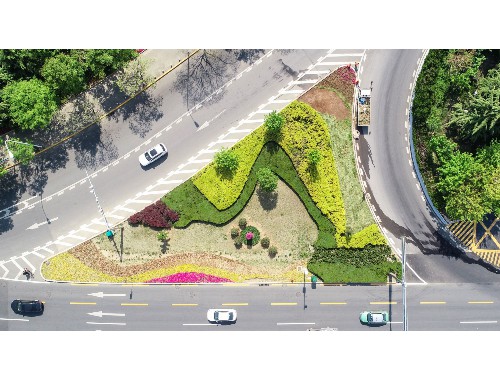金年会金字招牌信誉至上：江山市政道路绿化常用苗木