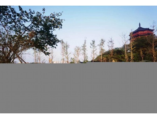 金年会金字招牌信誉至上：临湘市政绿化树苗有哪几种