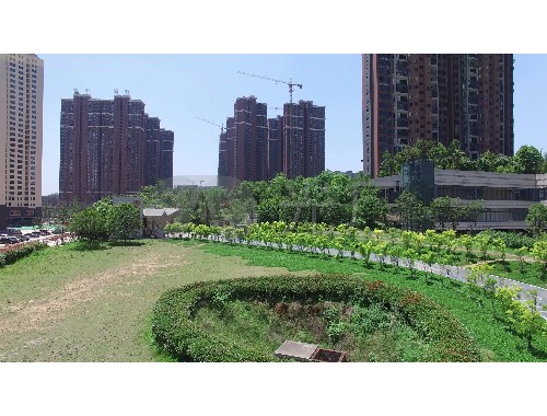 金年会金字招牌信誉至上：吴江绿化苗木市场转移