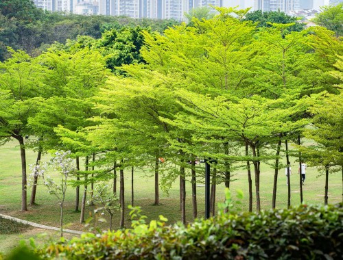 定州绿化公司吴欣