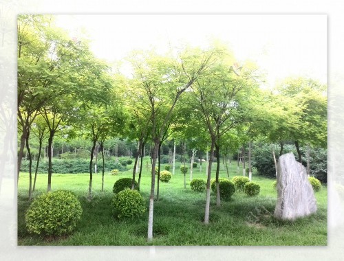 金年会金字招牌信誉至上：新疆新景园林绿化工程公司